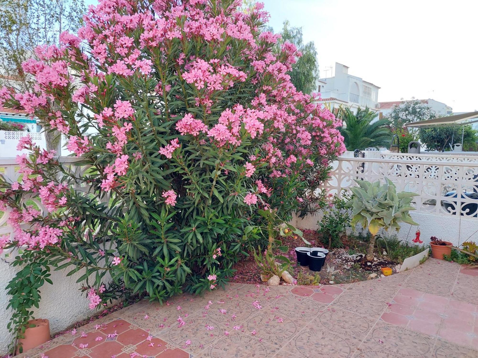 Haus Am Meer Torrevieja Esterno foto